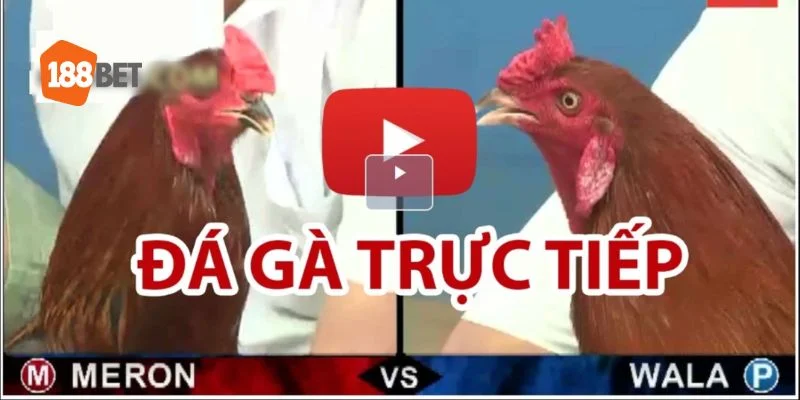 Đá Gà Thomo Hôm Nay Tại 188BET: Thông Tin Kèo Chơi 1 Sơ lược về cách chơi đá gà tại trường gà tỉnh Svay Rieng.